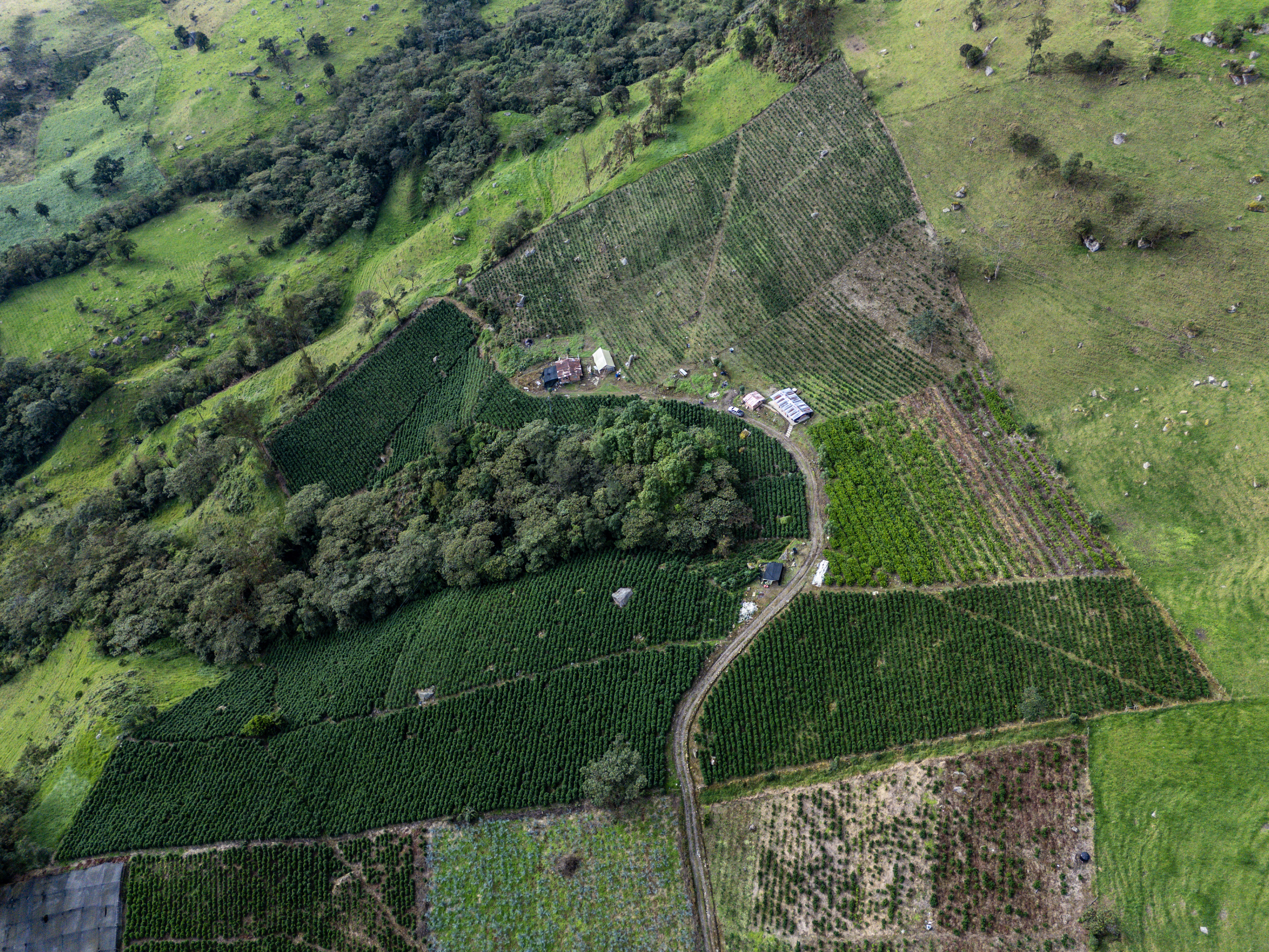 follajes naturales Monteverde